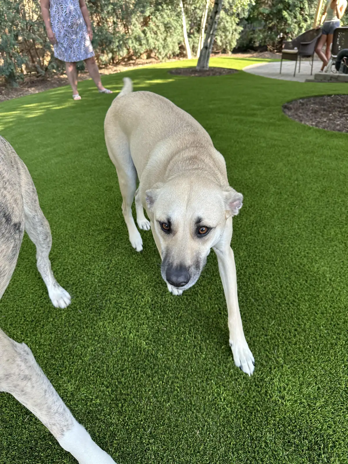 Dog playing on pet-friendly artificial turf installed by Great Lakes Synthetic Turf