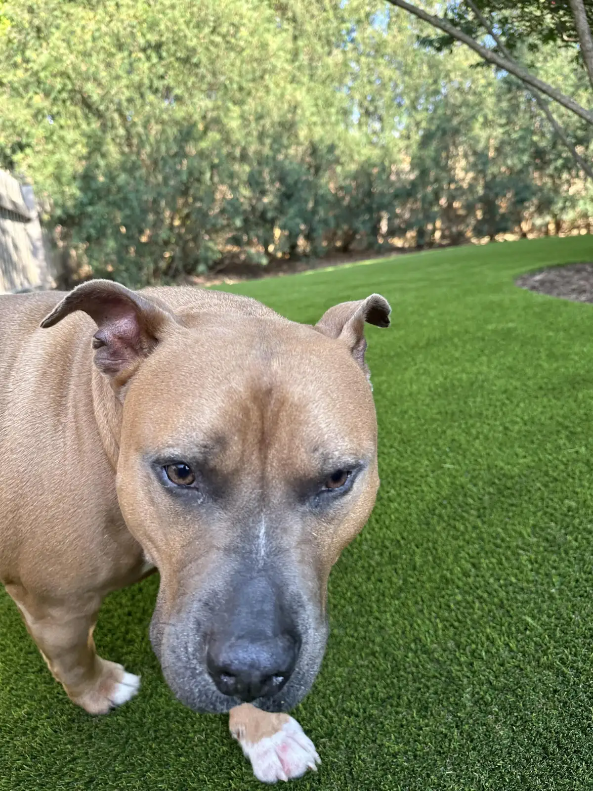 Pit bull relaxing on pet-safe artificial turf in Michigan yard