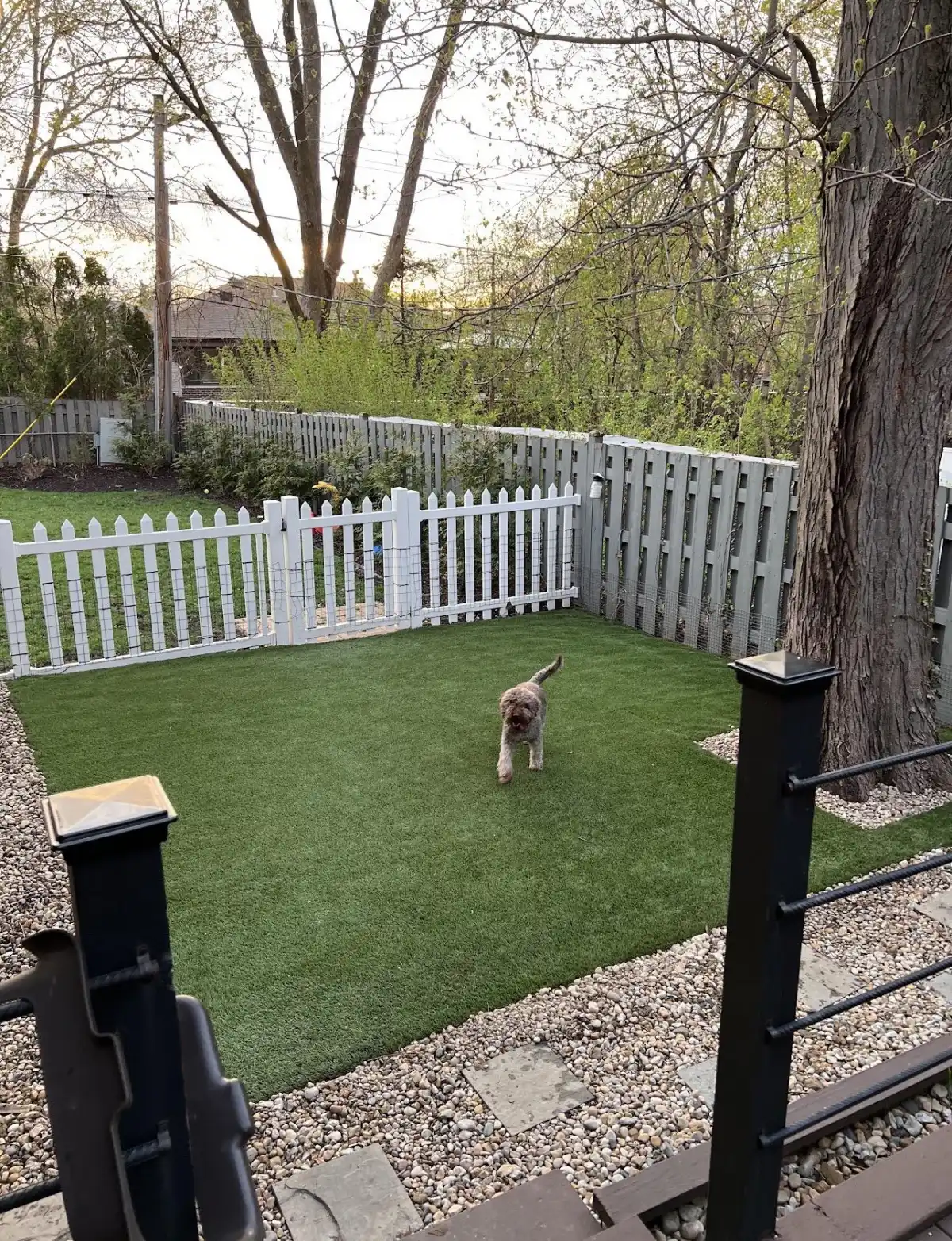 Small dog on pet-friendly artificial turf in fenced backyard