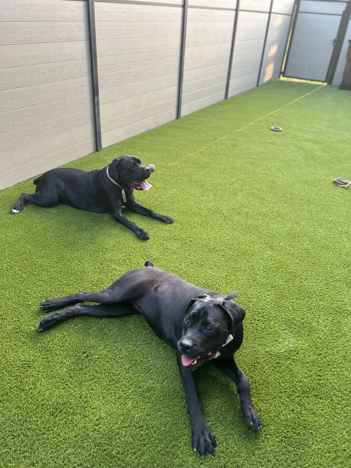 Two dogs enjoying artificial turf in a commercial pet area