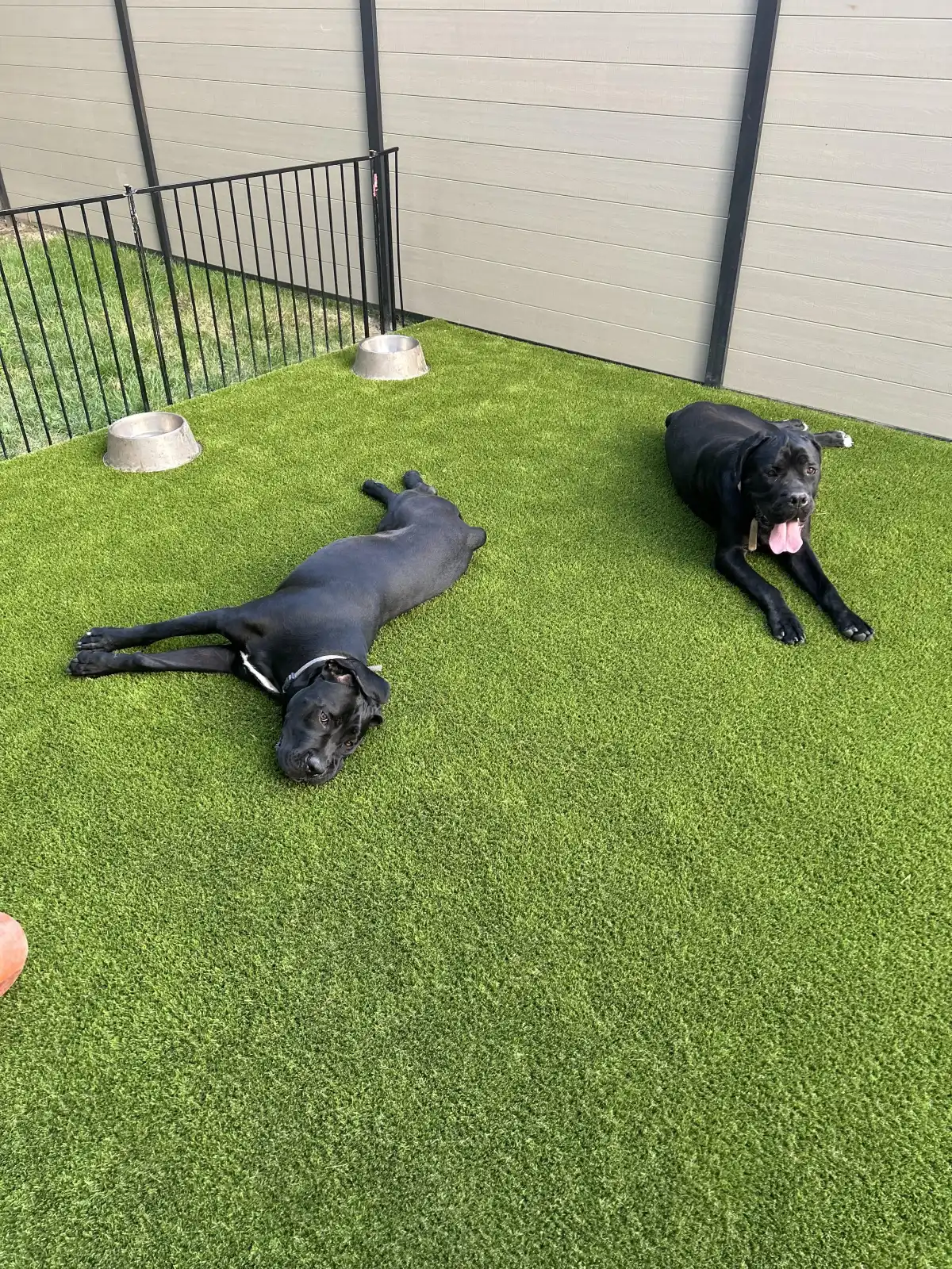 Two dogs relaxing on artificial turf with water bowls nearby